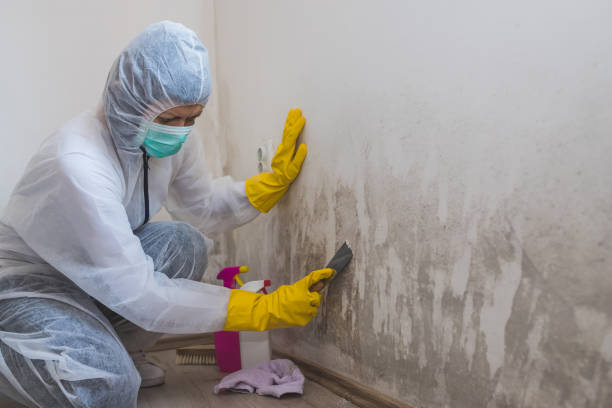 Best Toxic Mold Removal  in Rochester Institute Of Technology, NY