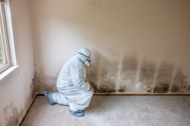 Professional Mold Removal in Rochester Institute Of Technology, NY