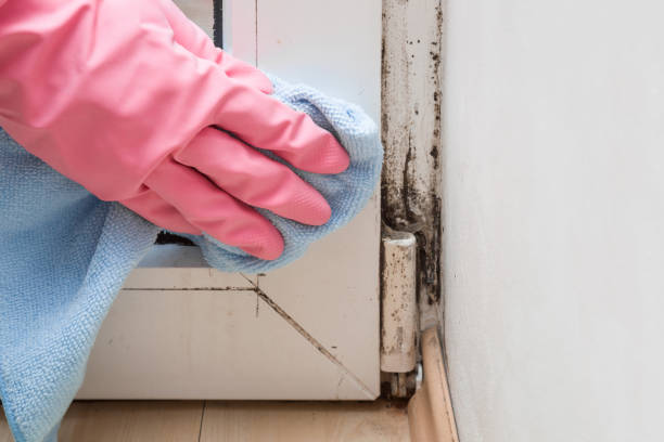 Trusted Rochester Institute Of Technology, NY Mold Removal Experts